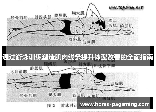 通过游泳训练塑造肌肉线条提升体型改善的全面指南